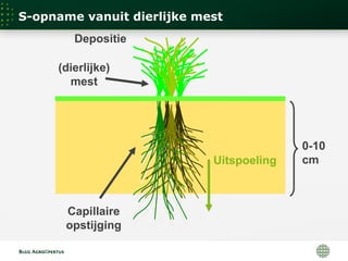 0-10
cmUitspoeling
Depositie
(dierlijke)
mest
Capillaire
opstijging
S-opname vanuit dierlijke mest
 