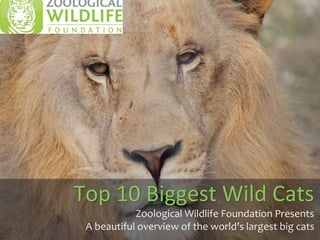 Top 10 Biggest Wild Cats 
Zoological Wildlife Foundation Presents 
A beautiful overview of the world’s largest big cats 
 