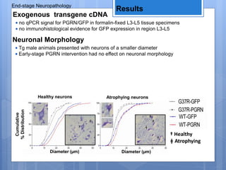 End-stage Neuropathology
Results
Exogenous transgene cDNA
• no qPCR signal for PGRN/GFP in formalin-fixed L3-L5 tissue specimens
• no immunohistological evidence for GFP expression in region L3-L5
Neuronal Morphology
• Tg male animals presented with neurons of a smaller diameter
• Early-stage PGRN intervention had no effect on neuronal morphology
† Healthy
ǂ Atrophying
Atrophying neurons
Cumulative
%Distribution
Healthy neurons
Diameter (µm)
ǂ
ǂ
ǂ
ǂ
ǂ
†
†
Diameter (µm)
 