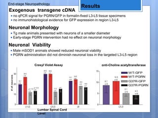 End-stage Neuropathology
Results
Exogenous transgene cDNA
• no qPCR signal for PGRN/GFP in formalin-fixed L3-L5 tissue specimens
• no immunohistological evidence for GFP expression in region L3-L5
Neuronal Morphology
• Tg male animals presented with neurons of a smaller diameter
• Early-stage PGRN intervention had no effect on neuronal morphology
Neuronal Viability
• Male mSOD1 animals showed reduced neuronal viability
• PGRN administration did not diminish neuronal loss in the targeted L3-L5 region
αnti-Choline acetyltransferaseCresyl Violet Assay
Lumbar Spinal Cord
Level
 