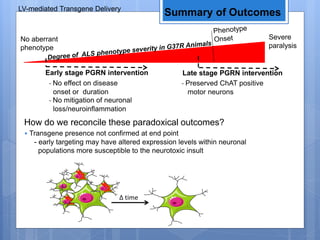 LV-mediated Transgene Delivery
No aberrant
phenotype
Severe
paralysis
Early stage PGRN intervention Late stage PGRN intervention
- No effect on disease
onset or duration
- No mitigation of neuronal
loss/neuroinflammation
- Preserved ChAT positive
motor neurons
Summary of Outcomes
How do we reconcile these paradoxical outcomes?
Δ time
• Transgene presence not confirmed at end point
- early targeting may have altered expression levels within neuronal
populations more susceptible to the neurotoxic insult
 