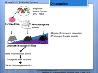 Murine SOD1 ALS Model Systems
Fertilized Egg
Integrated
mutant human
SOD1 locus
Pseudopregnant
mouse
Established transgenic lines
▪ Degree of transgene integration
▪ Phenotypic disease severity
Rare recombination events
Varied disease presentation
Transgene level variation
Discussion
Zwiegers et al. J. of Negative Results in Biomedicne, Volume 13, Issue 1, 2014
Servier medical art modified under a Creative Commons Attribution 3.0 Unported License.
 