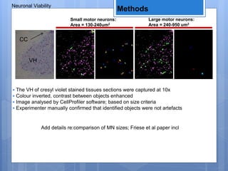Methods
Neuronal Viability
Small motor neurons:
Area = 130-240um2
VH
CC
Large motor neurons:
Area = 240-950 um2
• The VH of cresyl violet stained tissues sections were captured at 10x
• Colour inverted, contrast between objects enhanced
• Image analysed by CellProfiler software; based on size criteria
• Experimenter manually confirmed that identified objects were not artefacts
Add details re:comparison of MN sizes; Friese et al paper incl
 