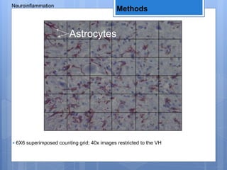 Methods
Neuroinflammation
• 6X6 superimposed counting grid; 40x images restricted to the VH
Astrocytes
 