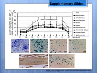 Supplementary Slides
Nakajima, Uchida, Kobayashi & Inukai. Target muscles for retrograde gene delivery to specific
spinal cord segments. (2008)
 