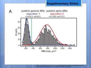 Supplementary Slides
Friese, A. et al. Gamma and alpha motor neurons distinguished by expression of transcription factor Err3.
Proceedings of the National Academy of Sciences 106, 13588–13593 (2009).
 
