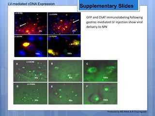 Supplementary Slides
LV-mediated cDNA Expression
A
20x
D
20x
B
40x
E
40x
F
100x
C
100x
100x
LV-PGRN
100x
LV-SCRB
20x
LV-SCRB
20x
LV-PGRN
Produced by MS Petrik & R Cruz-Aguado
GFP and ChAT immunolabeling following
gastroc-mediated LV injection show viral
delivery to MN
LV-SCRB
LV-PGRN
 