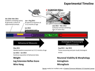 Jan 2012
Grad program start
Dec 2010- Mar 2011
Establish a breeding colony
& generate a cohort of
experimental animals.
May 2011
Weekly baseline assessment at 2-2.5 months of age
Jun + Aug 2011
Bi-lateral LV injections at
3-3.5 months of age
Jun 2011 – Jan 2013
Continue acquisition of behavioral data:
Late 2012 – Mar 2013
euthanize animals exhibiting
signs of severe ALS
Servier medical art modified under a Creative Commons Attribution 3.0 Unported License.
Behavioural Measures
Histological Processing &
Measurements
EXPERIMENTAL TIMELINE
Aug 2013 – Apr 2015
Tissue processing and post-study histological
assays.
Antal et al 2007
• Injection Sites
Weight
Leg Extension Reflex Score
Wire Hang
Neuronal Viability & Morphology
Astrogliosis
Microgliosis
Experimental Timeline
 