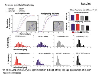 Neuronal Viability & Morphology Results
Atrophying neurons
Cumulative
%Distribution
Healthy neurons
Diameter (µm)
• In Tg mSOD1 animals, PGRN administration did not affect the size distribution of motor
neuron cell bodies
Mean Neuronal Size (Mean +/- SD)
 