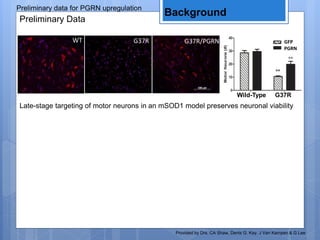 Preliminary data for PGRN upregulation
Late-stage targeting of motor neurons in an mSOD1 model preserves neuronal viability
Preliminary Data
Wild-Type G37R
PGRN
WT G37R G37R/PGRN GFP
Background
Provided by Drs. CA Shaw, Denis G. Kay, J Van Kampen & G Lee
 