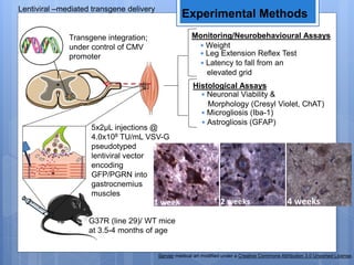 Lentiviral –mediated transgene delivery
Servier medical art modified under a Creative Commons Attribution 3.0 Unported License.
Experimental Methods
G37R (line 29)/ WT mice
at 3.5-4 months of age
Transgene integration;
under control of CMV
promoter
Histological Assays
• Microgliosis (Iba-1)
• Astrogliosis (GFAP)
• Neuronal Viability &
Morphology (Cresyl Violet, ChAT)
Monitoring/Neurobehavioural Assays
• Leg Extension Reflex Test
• Latency to fall from an
elevated grid
• Weight
5x2µL injections @
4.0x108 TU/mL VSV-G
pseudotyped
lentiviral vector
encoding
GFP/PGRN into
gastrocnemius
muscles
1 week 2 weeks 4 weeks
 