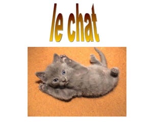 le chat 