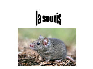 la souris 