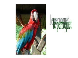 le perroquet 