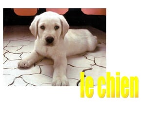 le chien 