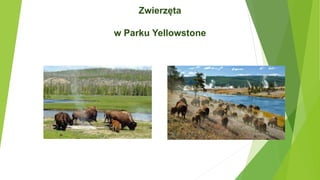 Zwierzęta
w Parku Yellowstone
 