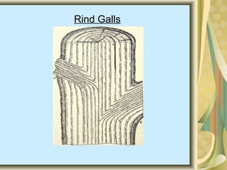 Rind Galls
 