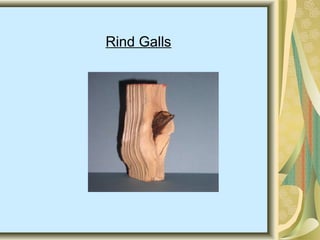 Rind Galls
 