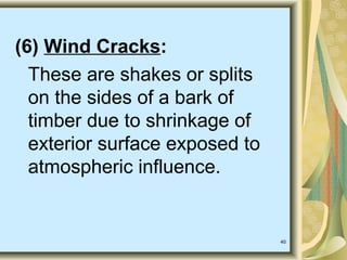 40
(6) Wind Cracks:
These are shakes or splits
on the sides of a bark of
timber due to shrinkage of
exterior surface exposed to
atmospheric influence.
 