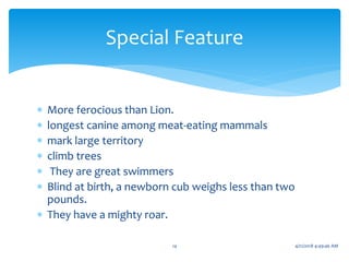  More ferocious than Lion.
 longest canine among meat-eating mammals
 mark large territory
 climb trees
 They are great swimmers
 Blind at birth, a newborn cub weighs less than two
pounds.
 They have a mighty roar.
Special Feature
14 4/21/2018 4:49:46 AM
 