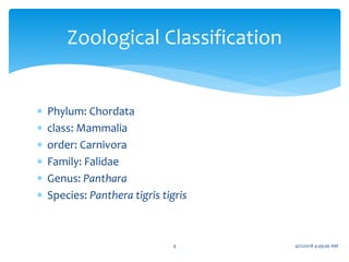  Phylum: Chordata
 class: Mammalia
 order: Carnivora
 Family: Falidae
 Genus: Panthara
 Species: Panthera tigris tigris
Zoological Classification
4 4/21/2018 4:49:46 AM
 