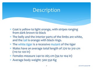  Coat is yellow to light orange, with stripes ranging
from dark brown to black
 The belly and the interior parts of the limbs are white,
and the tail is orange with black rings.
 The white tiger is a recessive mutant of the tiger
 Males have an average total length of 270 to 310 cm
(110 to 120 in)
 Females measure 240 to 265 cm (94 to 104 in)
 Average body weight: 300-350 Kg
Description
6 4/21/2018 4:49:46 AM
 