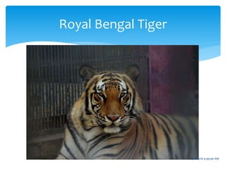 Royal Bengal Tiger
7 4/21/2018 4:49:46 AM
 