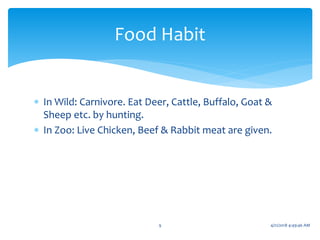  In Wild: Carnivore. Eat Deer, Cattle, Buffalo, Goat &
Sheep etc. by hunting.
 In Zoo: Live Chicken, Beef & Rabbit meat are given.
Food Habit
9 4/21/2018 4:49:46 AM
 