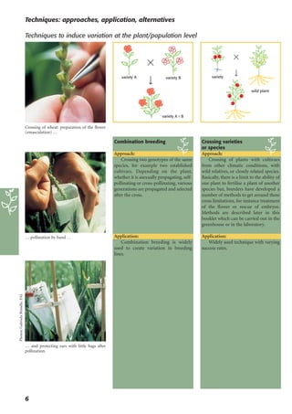 Organic Plant Breeding Techniques | PDF