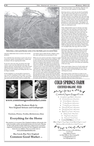 B- 28 T h e Na t u r a l F a rme r Wi n t e r, 2 0 1 1 - 1 2 
and incur added labor time to avoid or sort out the 
problems. 
It is worth the time and money to grow your own or 
at least buy organic seed produced on a small scale 
by farmers who are rogueing their fields. 
If you save your own seed, you always have that 
variety. I save Lutz beet, Blizzard snow pea. Mi-ragreen 
shell pea, Scarlet Keeper carrot, Beer Friend 
and Sayamusume soybeans because I was tired of 
going to my seed catalogs and finding that they were 
no longer available. 
In New England, it is not possible or practical to 
save seed for everything we like to grow. It is pos-sible 
to save seed from many crops. Our short grow-ing 
season and cold winters limit us to plants that 
can mature seed in under120 days. Peppers, toma-toes, 
peas and beans are an easy place to start. 
When you save seed on your farm, it begins to adapt 
to your micro-climate and growing techniques. Of-ten 
the seed that we buy has been produced under 
intensive chemical spray regimens. A convention-ally 
grown cabbage seed crop may be sprayed ten 
times in its lifetime. The plants produced from that 
seed know how to grow best under those conditions. 
A plant grown on your farm in your soil and climate 
and with your organic farm practices will adapt to 
those practices. The Czech Black hot peppers that I 
grow are now more uniform and produce more pep-pers 
per plant because I saved seed from the plants 
that had the best yields and the fruit shape I desired. 
My Bread Seed poppies no longer have any vents in 
the heads and the seed does not fall out of the heads 
when I harvest them. I am selecting a Russian vari-ety 
of rice for early maturity in central Maine. 
Growing seed as a cash crop can also be profitable. 
The seed can be the entire goal or it can be part of 
a value added system. I started saving seed from 
tomatoes because I was making sauce and removing 
the seed. I looked at all the seed and realized I could 
be selling it. One farmer who raises Long Pie pump-kins 
as a seed crop removes the seed then sells the 
pumpkins to a dog biscuit maker. Hot peppers can 
be grown for seed and the flesh made into hot sauce, 
salsa, or a chili paste to sell. 
Value added products may fit well into your farm 
system or they may add more work than your life 
can support. A successful farmer is always look-ing 
at systems, figuring what works and what can 
be added, trying new things and scaling up the 
ones that fit well. On my farm, the Green Doctor 
cherry tomato seed crop is grown solely for its seed 
because that is the most efficient use of time. The 
pulp goes to the chickens. The Goldie tomato is a 
beefsteak with a solid core of pulp. I extract the seed 
and make a golden salsa from the pulp. Some of my 
pepper crops get ground up and the seed extracted 
while the pulp gets fed to the chickens. When chick-ens 
eat pepper pulp, their egg yolks turn scarlet. 
Seed crops sometimes need more time in the field 
than food crops. Plan your field rotations accord-ingly. 
Peas planted for fresh eating are done 3-4 
weeks before seed peas. When I save seed for farm 
use, I usually tie off a section of the row and do not 
pick any of it. Once the peas are all mature and dry 
I pick the entire section and save it for next years 
seed. Twenty feet of peas will usually yield at least 
one pound of seed. I plan my rows so that the seed 
section will not interfere with tilling and replanting 
of the next crop. 
Some years I plant a long row of each variety and 
save all of it, harvesting enough seed for three or 
four years. Most seed will last three years, many 
will keep five to ten. 
One needs to know some basics in order to save 
seed well. The web site savingourseed.org has very 
thorough seed saving information in free pdf down-load 
form. Here are some of the basics. 
www.commongoodmarket.com 
Quality Products Made by 
New England Artisans and Craftspeople 
________________________________________________ 
Furniture, Pottery, Textiles, Kitchenware, Glass 
Everything for the Home 
Our mission is to reconnect New England residents with people who 
make beautiful, useful, and durable products for the home. Buying 
locally made products helps build more resilient local economies, 
improved environmental outcomes for New England, and a better 
future for our children. Visit our on-line store at 
www.commongoodmarket.com 
Buy Local, Buy New England 
Common Good Market TM 
photo by Rob Lemire 
Duborskian, a short grain Russian variety of rice that Bailey grows in central Maine 
 