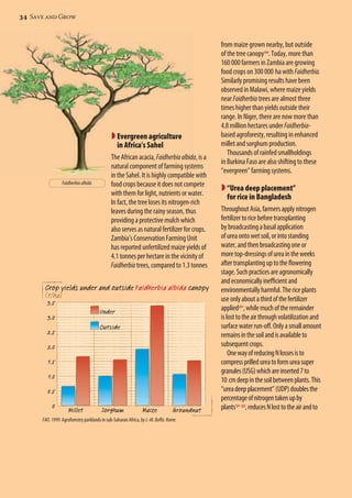 34 Save and Grow 
 Evergreen agriculture 
in Africa’s Sahel 
The African acacia, Faidherbia albida, is a 
natural component of farming systems 
in the Sahel. It is highly compatible with 
food crops because it does not compete 
with them for light, nutrients or water. 
In fact, the tree loses its nitrogen-rich 
leaves during the rainy season, thus 
providing a protective mulch which 
also serves as natural fertilizer for crops. 
Zambia’s Conservation Farming Unit 
has reported unfertilized maize yields of 
4.1 tonnes per hectare in the vicinity of 
Faidherbia trees, compared to 1.3 tonnes 
Faidherbia albida 
Crop yields under and outside Faidherbia albida canopy 
(t/ha) 
3.5 
3.0 
2.5 
2.0 
1.5 
1.0 
0.5 
Under 
Outside 
FAO. 1999. Agroforestry parklands in sub-Saharan Africa, by J.-M. Boffa. Rome. 
from maize grown nearby, but outside 
of the tree canopy29. Today, more than 
160 000 farmers in Zambia are growing 
food crops on 300 000 ha with Faidherbia. 
Similarly promising results have been 
observed in Malawi, where maize yields 
near Faidherbia trees are almost three 
times higher than yields outside their 
range. In Niger, there are now more than 
4.8 million hectares under Faidherbia-based 
agroforesty, resulting in enhanced 
millet and sorghum production. 
Thousands of rainfed smallholdings 
in Burkina Faso are also shifting to these 
“evergreen” farming systems. 
 “Urea deep placement” 
for rice in Bangladesh 
Throughout Asia, farmers apply nitrogen 
fertilizer to rice before transplanting 
by broadcasting a basal application 
of urea onto wet soil, or into standing 
water, and then broadcasting one or 
more top-dressings of urea in the weeks 
after transplanting up to the flowering 
stage. Such practices are agronomically 
and economically inefficient and 
environmentally harmful. The rice plants 
use only about a third of the fertilizer 
applied30, while much of the remainder 
is lost to the air through volatilization and 
surface water run-off. Only a small amount 
remains in the soil and is available to 
subsequent crops. 
One way of reducing N losses is to 
compress prilled urea to form urea super 
granules (USG) which are inserted 7 to 
10 cm deep in the soil between plants. This 
“urea deep placement” (UDP) doubles the 
percentage of nitrogen taken up by 
0 plants31-35, reduces N lost to the air and to 
Millet Sorghum Maize Groundnut 
 