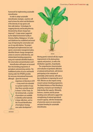 Chapter 4: Crops and Varieties 45 
framework for implementing sustainable 
intensification. 
In order to adopt sustainable 
intensification strategies, countries will 
need to know the extent and distribution 
of the diversity of crop species and 
their wild relatives. Technologies for 
mapping diversity and locating diversity 
threatened by climate change have 
improved8. A major project supported 
by the Global Environment Facility in 
Armenia, Bolivia, Madagascar, Sri Lanka 
and Uzbekistan has established and tested 
ways of improving the conservation and 
use of crop wild relatives. The project 
developed and implemented area and 
species conservation management plans, 
identified climate change management 
actions to conserve useful diversity, and 
initiated plant breeding programmes 
using new materials identified thanks to 
the conservation and prioritization work9. 
Intensification will require an increased 
flow into breeding programmes of 
germplasm and promising varieties. The 
multilateral system of access and benefit 
sharing under the ITPGRFA provides 
the necessary international framework, 
although – given the increased 
importance of diversity to SCPI 
– it may need to be extended 
to a greater number of crops 
than those currently covered 
in Annex 1 of the Treaty. On 
the technical side, a number 
of procedures are available 
to identify useful materials 
in large collections, such as 
the Focused Identification 
of Germplasm Strategy 
now under development10. 
banana 
Moving genetic material will also require 
improvements in the phytosanitary 
capacity and practices, as well as the 
distribution capacities, of genebanks. 
The comprehensive characterization 
and evaluation of genebank collections 
at national and local levels, with farmers 
participating in the evaluation of 
potentially useful material, will make a 
key contribution to improving the use of 
PGR. Effective use also requires strong 
research and pre-breeding programmes. 
The Global Initiative on Plant Breeding is 
preparing a manual on pre-breeding to 
help develop that capacity. Ultimately, 
however, countries and the private 
breeding sector will need to support the 
strengthening of national agricultural 
research capacity, with the introduction 
of university courses on conservation 
and plant breeding for sustainable 
intensification. 
wild wheat 
 