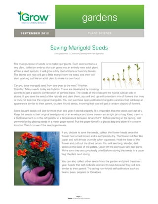 Page 1 
iGrow | A Service of SDSU Extension 
gardens 
The main purpose of seeds is to make new plants. Each seed contains a tiny plant, called an embryo that can grow into an entirely new adult plant. When a seed sprouts, it will grow a tiny root and one or two tiny leaves. The leaves and root will get a little energy from the seed, and then will start working just like an adult plant to make its own food. 
Can you save marigold seed from one year to the next? Answer: Possibly! Many seeds today are hybrids. These are developed by crossing parents to get a specific combination of genetic traits. The seeds of the cross are the hybrid cultivar sold in stores. If you save the seed of the hybrids and plant them, you will end up with a random mix of flowers that may or may not look like the original marigolds. You can purchase open-pollinated marigolds varieties that will keep an appearance similar to their parent, or plant hybrid seeds, knowing that you will get a random display of flowers. 
Store-bought seeds will last for more than one year if stored properly. It is important that the seeds are kept dry. Keep the seeds in their original seed packet or an envelope and store them in an airtight jar or bag. Keep them in a cool basement or in the refrigerator at a temperature between 32 and 50ºF. Before planting in the spring, test germination by placing seeds in a moist paper towel. Put the paper towel in a plastic bag and store it in a warm location. Watch to see if the seeds germinate. 
If you choose to save the seeds, collect the flower heads once the flower has turned brown and is completely dry. The flower will feel like paper and will almost crumble when squeezed. Hold the base of the flower and pull out the dried petals. You will see long, slender, dark seeds at the base of the petals. Clean off the old flower and leaf parts. Make sure they are completely dried before storing the seeds in a paper bag. Replant next spring. 
You can also collect other seeds from the garden and plant them next year. Seeds that self-pollinate are best to save because they will look similar to their parent. Try saving non-hybrid self-pollinators such as beans, peas, peppers or tomatoes. 
Saving Marigold Seeds 
Chris Zdorovtsov | Community Development Field Specialist 
PLANT SCIENCE 
SEPTEMBER 2012  