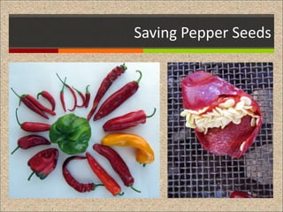 Saving Pepper Seeds 
 