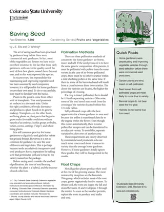 Fact Sheet No. 7.602 Gardening Series|Fruits and Vegetables 
©Colorado State University 
Extension. 2/96. Revised 9/13. 
www.ext.colostate.edu 
by J.E. Ells and D. Whiting* 
The art of saving seed has been practiced 
by gardeners 
long before there were 
commercial seed producers. 
In fact, most 
of the vegetables and flowers we have today 
owe their existence to the fact that these early 
gardeners, with an eye for quality, saved the 
seed of their best plants, sowed them the next 
year, and in this way improved the species. 
In recent years, the responsibility for 
maintaining 
and improving vegetable seed 
has been assumed by seed companies; 
however, it is still possible for home gardeners 
to save their own seed. To do so successfully, 
they must be familiar 
with the basics. 
Plants in the garden come from either 
seed or transplants. True seed possesses 
an embryo in a dormant 
state. Under 
the right conditions, it breaks dormancy 
and produces a plant based on its genetic 
makeup. Transplants, on the other hand, 
are living plants or plant parts that begin to 
grow under favorable 
conditions without 
benefit of an embryo. In this group are bulbs, 
tubers, corms, cuttings (“slips”) and whole 
living plants. 
It is still common practice for home 
gardeners 
to dig dahlia and gladiolus before 
the ground freezes. However, it is not so 
common for gardeners 
to save the seed 
of flowers and vegetables. This is perhaps 
because seeds are relatively inexpensive 
and 
seed producers have a reputation 
for selling 
seed that germinates 
well and is true to the 
variety named on the package. 
Before saving seed, consider the method 
of pollination, 
the time of seed bearing, 
whether the plant is a hybrid, and the manner 
of seed collection. 
Pollination Methods 
There are three pollination methods of 
concern 
to the home gardener: air-borne, 
insect and self. If the seed produced is to have 
the same genetic composition of its parents, it 
must be pollinated with pollen from the same 
variety. In the case of air-borne pollinated 
crops, there must be no other varieties within 
a mile shedding pollen at the same time. If 
there is, some of the harvested seed will result 
from a cross between these two varieties. The 
closer the varieties are located, the higher the 
percentage of crossing. 
If a crop is insect pollinated, there should 
be 1/4 mile separating 
varieties. Otherwise, 
some of the seed saved may result from the 
crossing of the varieties 
located within this 
1/4-mile radius. 
Self-pollinated crops offer the best 
opportunity 
for a home gardener to save seed 
because the pollen is transferred 
directly to 
the stigma within the flower. Even though 
this occurs automatically, 
there is some 
pollen that escapes and can be transferred to 
an adjacent variety. To avoid this, separate 
varieties by a few rows of another crop. 
These requirements are closely observed 
by commercial 
seed producers, who are 
much more concerned about trueness-to-variety 
than the average home gardener. 
However, if home gardeners 
totally ignore 
these guides, they will be disappointed in the 
results. 
Root Crops 
Not all garden plants produce their seed 
at the end of the growing season. The most 
noteworthy exception 
are the biennials. 
This group, which includes most of the root 
crops, grows vegetatively 
the first season. To 
obtain seed, the roots are dug in the fall and 
stored between 32 and 45 degrees F through 
the winter. As soon as the weather permits, 
replant the roots to produce 
seed stalks 
and seed. 
Quick Facts 
• Home gardeners were 
perpetuating and improving 
vegetable varieties through 
seed selection 
before there 
were commercial seed 
producers. 
• Garden plants are wind, 
insect or self-pollinated. 
• Seed saved from self-pollinated 
crops are most 
likely to come true to variety. 
• Biennial crops do not bear 
seed the first year. 
• Hybrids do not come true 
from seed. 
*J.E. Ells, Colorado State University Extension vegetable 
crop specialist and associate professor (retired), 
horticulture and landscape architecture. Reviewed by 
D. Whiting, Colorado State University Extension specialist, 
consumer horticulture and Colorado Master Gardener 
coordinator and resident instructor. Reviewed by 
I. Shonle, county director and natural resources Extension 
agent, Gilpin County. 9/13 
Saving Seed 
 