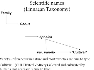 Scientific names 
(Linnaean Taxonomy) 
Family 
Genus 
species 
var. variety ‘Cultivar’ 
Variety - often occur in nature and most varieties are true to type 
Cultivar – (CULTIvated VARiety) selected and cultivated by 
humans, not necessarily true to type 
 