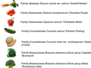 Family Apiaceae Daucus carota var. sativus ‘Scarlet Nantes’ 
Family Solanaceae Solanum lycopersicum ‘Cherokee Purple’ 
Family Solanaceae Capsicum annum ‘Charleston Belle’ 
Family Cucurbitaceae Cucumis sativus ‘Parisian Pickling’ 
Family Cucurbitaceae Cucumis melo var. cantalupensis ‘Hearts 
of Gold’ 
Family Brassicaceae Brassica oleracea cultivar group Capitata 
‘Brunswick’ 
Family Brassicaceae Brassica oleracea cultivar group Italica 
‘Romanesco Italia’ 
 