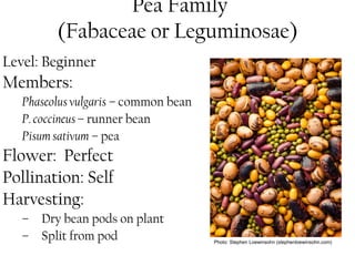 Pea Family 
(Fabaceae or Leguminosae) 
Level: Beginner 
Members: 
Phaseolus vulgaris – common bean 
P. coccineus – runner bean 
Pisum sativum – pea 
Flower: Perfect 
Pollination: Self 
Harvesting: 
– Dry bean pods on plant 
– Split from pod Photo: Stephen Loewinsohn (stephenloewinsohn.com) 
 