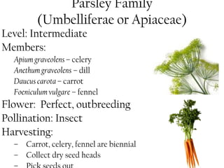 Parsley Family 
(Umbelliferae or Apiaceae) 
Level: Intermediate 
Members: 
Apium graveolens – celery 
Anethum graveolens – dill 
Daucus carota – carrot 
Foeniculum vulgare – fennel 
Flower: Perfect, outbreeding 
Pollination: Insect 
Harvesting: 
– Carrot, celery, fennel are biennial 
– Collect dry seed heads 
– Pick seeds out 
 