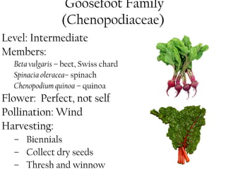 Goosefoot Family 
(Chenopodiaceae) 
Level: Intermediate 
Members: 
Beta vulgaris – beet, Swiss chard 
Spinacia oleracea– spinach 
Chenopodium quinoa – quinoa 
Flower: Perfect, not self 
Pollination: Wind 
Harvesting: 
– Biennials 
– Collect dry seeds 
– Thresh and winnow 
 
