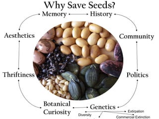 Why Save Seeds? 
Diversity 
Landrace crops 
Extirpation 
Commercial Extinction 
History 
Thriftiness 
Community 
Genetics 
Memory 
Aesthetics 
Politics 
Botanical 
Curiosity 
 