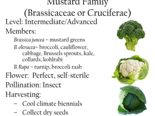 Mustard Family 
(Brassicaceae or Cruciferae) 
Level: Intermediate/Advanced 
Members: 
Brassica juncea – mustard greens 
B. oleracea– broccoli, cauliflower, 
cabbage, Brussels sprouts, kale, 
collards, kohlrabi 
B. Rapa – turnip, broccoli raab 
Flower: Perfect, self-sterile 
Pollination: Insect 
Harvesting: 
– Cool climate biennials 
– Collect dry seeds 
 