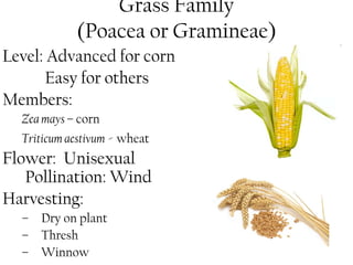 Grass Family 
(Poacea or Gramineae) 
Level: Advanced for corn 
Easy for others 
Members: 
Zea mays– corn 
Triticum aestivum - wheat 
Flower: Unisexual 
Pollination: Wind 
Harvesting: 
– Dry on plant 
– Thresh 
– Winnow 
 