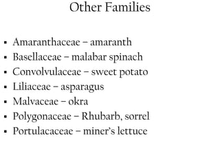 Other Families 
ƒ Amaranthaceae – amaranth 
ƒ Basellaceae – malabar spinach 
ƒ Convolvulaceae – sweet potato 
ƒ Liliaceae – asparagus 
ƒ Malvaceae – okra 
ƒ Polygonaceae – Rhubarb, sorrel 
ƒ Portulacaceae – miner’s lettuce 
 