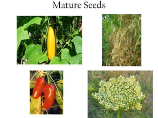 Mature Seeds 
 