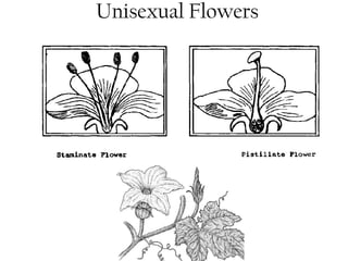 Unisexual Flowers 
 