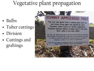 Vegetative plant propagation 
ƒ Bulbs 
ƒ Tuber cuttings 
ƒ Division 
ƒ Cuttings and 
graftings 
 