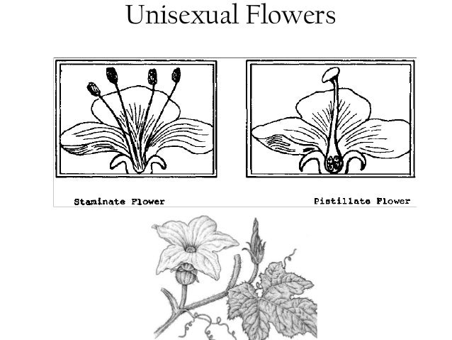 Bisexual flowers staminode - Adult Images 2020 Porn tube Wife and big cock
