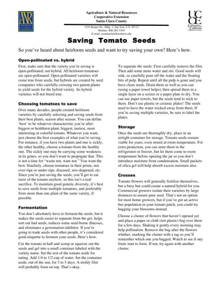 Agriculture & Natural Resources 
Cooperative Extension 
Santa Clara County 
1555 Berger Dr., Bldg. 2, San Jose, CA 95112 
Hotline: 408-282-3105 
E-mail: cesantaclara@ucdavis.edu 
Saving Tomato Seeds 
So you’ve heard about heirloom seeds and want to try saving your own? Here’s how. 
Open-pollinated vs. hybrid 
First, make sure that the variety you’re saving is 
open-pollinated, not hybrid. All heirloom tomatoes 
are open-pollinated. Open-pollinated varieties will 
come true from seeds, but hybrids are created by seed 
companies who carefully crossing two parent plants 
to yield seeds for the hybrid variety. So hybrid 
varieties will not breed true. 
Choosing tomatoes to save 
Over many decades, people created heirloom 
varieties by carefully selecting and saving seeds from 
their best plants, season after season. You can define 
‘best’ to be whatever characteristic you’re after: 
biggest or healthiest plant, biggest, tastiest, most 
interesting or colorful tomato. Whatever you want, 
just choose the best examples of what you’re saving. 
For instance, if you have two plants and one is sickly, 
the other healthy, choose a tomato from the healthy 
one. The sickly one may be carrying some weakness 
in its genes, so you don’t want to propogate that. This 
is not a time for “waste not, want not.” You want the 
best. Similarly, choose tomatoes in their prime, not 
over-ripe or under-ripe, diseased, mis-shapened, etc. 
Since you’re just saving the seeds, you’ll get to eat 
most of the tomato anyhow, so this isn’t a real 
sacrifice. To maintain good genetic diversity, it’s best 
to save seeds from multiple tomatoes, and preferably 
from more than one plant of the same variety, if 
possible. 
Fermentation 
You don’t absolutely have to ferment the seeds, but it 
makes the seeds easier to separate from the gel, helps 
sort out bad seeds, reduces some seed-borne illnesses, 
and eliminates a germination inhibitor. If you’re 
going to trade seeds with other people, it’s considered 
good etiquette to ferment your seeds. Here’s how. 
Cut the tomato in half and scoop or squeeze out the 
seeds and gel into a small container labeled with the 
variety name. Set the rest of the tomato aside for 
eating. Add 1/4 to 1/2 cup of water. Set the container 
aside, out of the sun, for 3 to 5 days. A moldy film 
will probably form on top. That’s okay. 
To separate the seeds: First carefully remove the film. 
Then add some more water and stir. Good seeds will 
sink, so carefully pour off the water and the floating 
bits of pulp. Repeat until all the pulp is gone and you 
have clean seeds. Drain them as well as you can 
(using a paper towel helps), then spread them in a 
single layer on a screen or a paper plate to dry. You 
can use paper towels, but the seeds tend to stick to 
them. Don’t use plastic or ceramic plates! The seeds 
need to have the water wicked away from them. If 
you’re saving multiple varieties, be sure to label the 
plates. 
Storage 
Once the seeds are thoroughly dry, place in an 
airtight container for storage. Tomato seeds remain 
viable for years, even stored at room temperature. For 
extra protection, you can store them in the 
refrigerator or freezer, but let them come to room 
temperature before opening the jar so you don’t 
introduce moisture from condensation. Small packets 
of silica gel will help absorb excess moisture also. 
Crosses 
Tomato flowers will generally fertilize themselves, 
but a busy bee could create a natural hybrid for you. 
Commercial growers isolate their varieties by large 
distances to ensure pure seed. That’s not an option 
for most home growers, but if you’ve got an active 
bee population in your tomato patch, you could try 
bagging your blossoms instead. 
Choose a cluster of flowers that haven’t opened yet 
and place a paper or cloth (not plastic) bag over them 
for a few days. Shaking it gently every morning may 
help pollination. Remove the bag after the flowers 
whither, marking the cluster with a tag so you’ll 
remember which one you bagged. Watch to see if any 
fruits start to form. If not, try again with another 
cluster. 
