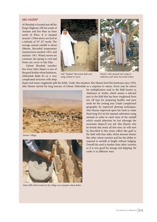 Co-ordinated by Navdanya 111 
Abu Hazem * 
Al Shoubak is located just off the 
King’s Highway 190 km south of 
Amman and less than an hour 
north of Petra. It is situated 
around 1.359m above sea level at 
a latitude of 35° 25° north. The 
average annual rainfall is about 
280mm. Recorded temperature 
maxima have reached +36°c, and 
minima -18°c. Winter snows are 
common, the spring is cool and 
frosts can occur in late May. 
Gdmat Shoubak (another 
line from Safra Maan) is one of 
the good Jordan wheat landraces. 
Call “Gadam” Harvested field and 
Alshoubak fields lie on a very 
using animal to carry 
complicated structure with deep 
slopes and many rangelands split the fields. Under this situation Abu Hazem bred this landraces since 1954. 
Abu Hazem started his long journey of Gdmat Alshoubak as a response to nature. Every year he selects 
his multiplication seed in the field known as 
Altahseen in Arabic which means a selected 
part in the field that has been roughened from 
any off type for preparing healthy and pure 
seeds for the coming year. Under complicated 
geography he improved plowing techniques. 
Abu Hazem improved upon his tools to make 
them long (0.5 m) for manual cultivation using 
animals in order to catch most of the rainfall 
which would otherwise be lost trhrough the 
mountain slopes.If you ask Abu Hazem why 
he breeds this strain all this time, he will start 
by described it; this strain yellow like gold in 
the field with four sides which doesnot shatter 
like other wheat varieties and has the ability to 
respond to rainfall at height without lodging. 
Overall the seed is hardier than other varieties 
so it is very good for storage and shipping. He 
cooks it in different ways. 
Farmer Village 
Stone Mill which women in the village use to prepare wheat dishes 
Farmer with manual tool using in 
collection and clean harvested wheat 
 